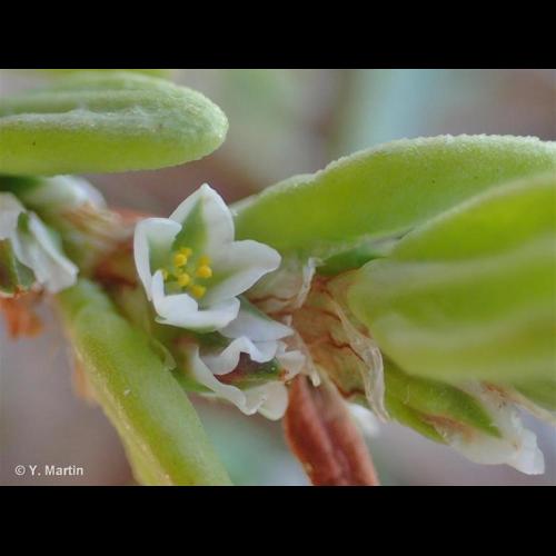 <i>Polygonum maritimum</i> L., 1753 &copy; NULL