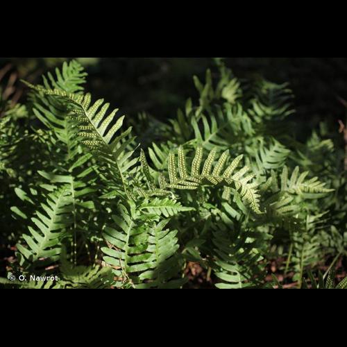 <i>Polypodium </i>x<i> mantoniae</i> Rothm., 1962 © O. Nawrot