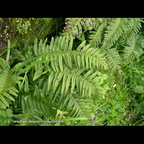<i>Polypodium </i>x<i> shivasiae</i> Rothm., 1962 © S. Sant/Parc Amazonien de Guyane