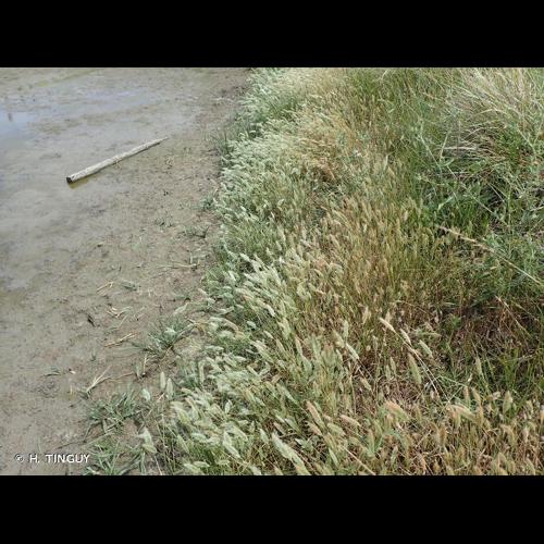 <i>Polypogon maritimus</i> Willd., 1801 © H. TINGUY