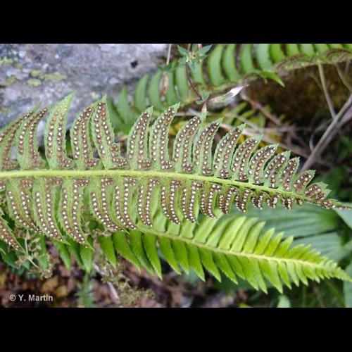 <i>Polystichum lonchitis</i> (L.) Roth, 1799 &copy; NULL