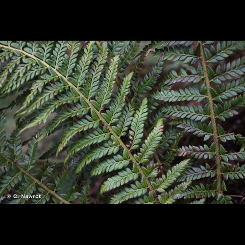 <i>Polystichum </i>x<i> bicknellii</i> (Christ) Hahne, 1905 © O. Nawrot