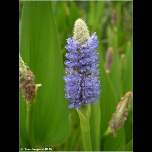 <i>Pontederia cordata</i> L., 1753 © J.-J. Milan