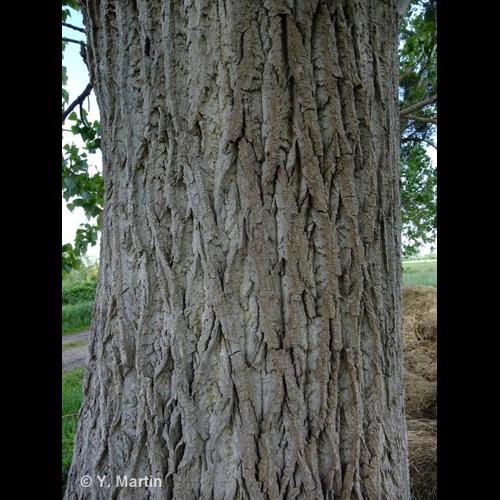 <i>Populus nigra</i> L., 1753 &copy; NULL