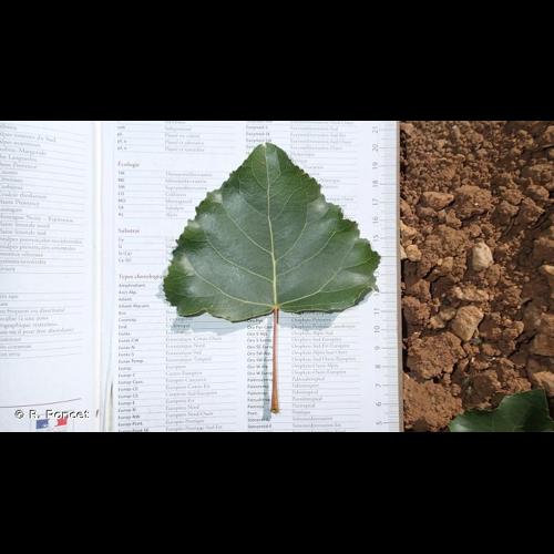 <i>Populus </i>x<i> canadensis</i> Moench, 1785 &copy; R. Poncet