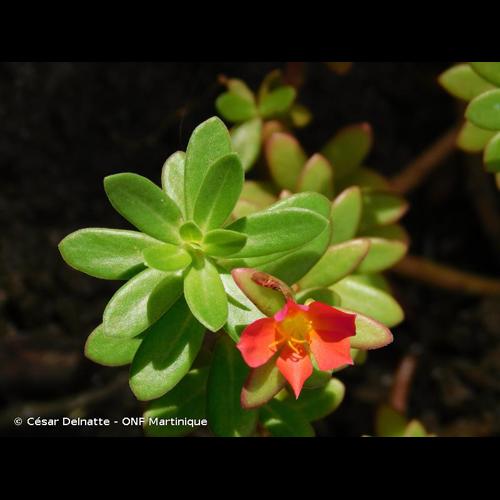 <i>Portulaca grandiflora</i> Hook., 1829 © César Delnatte - ONF Martinique