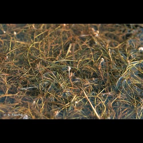 <i>Potamogeton berchtoldii</i> Fieber, 1838 © S. Filoche