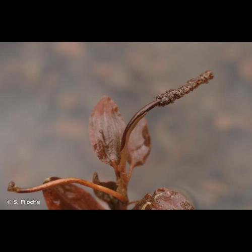 <i>Potamogeton coloratus</i> Hornem., 1813 &copy; S. Filoche