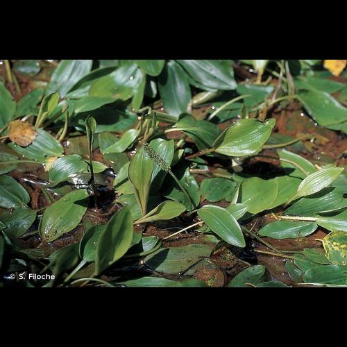 <i>Potamogeton polygonifolius</i> Pourr., 1788 © S. Filoche