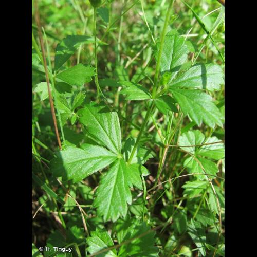 <i>Potentilla anglica</i> Laichard., 1790 © H. Tinguy