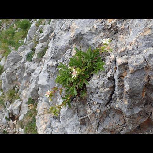 <i>Potentilla caulescens</i> L., 1756 © NULL
