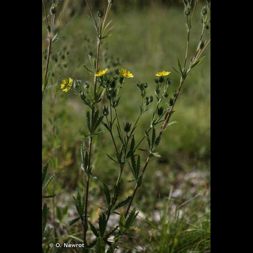 <i>Potentilla inclinata</i> Vill., 1788 [nom. cons.] &copy; O. Nawrot