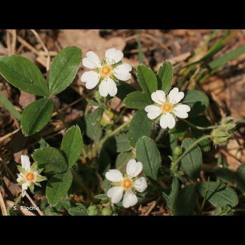 <i>Potentilla montana</i> Brot., 1804 © S. Filoche