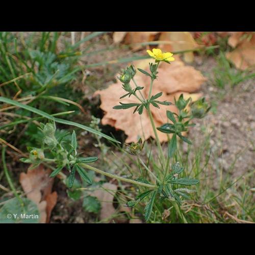<i>Potentilla neglecta</i> Baumg., 1816 © NULL