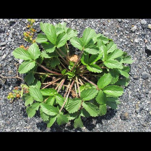 <i>Potentilla norvegica</i> L., 1753 &copy; H. TINGUY