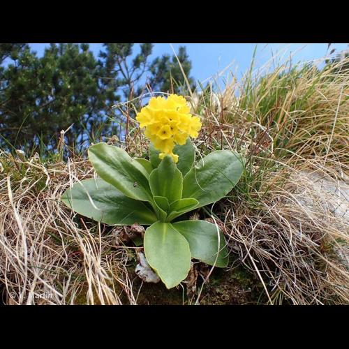 <i>Primula lutea</i> Vill., 1787 &copy; NULL