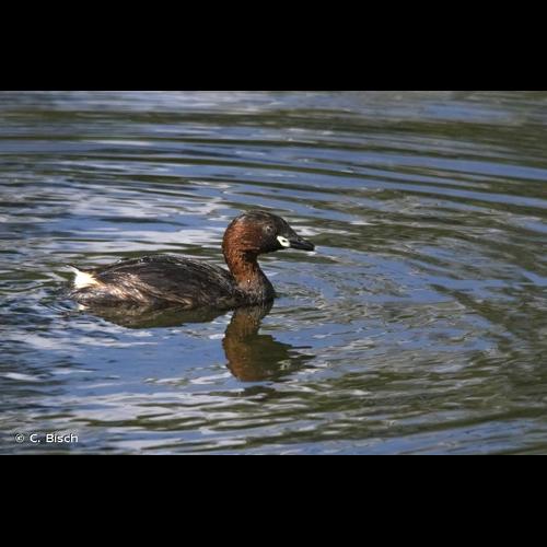 <i>Tachybaptus ruficollis</i> (Pallas, 1764) © C. Bisch