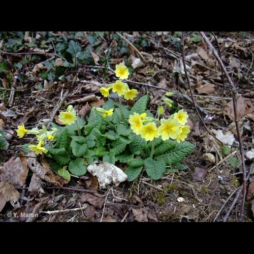 <i>Primula </i>x<i> polyantha</i> Mill., 1768 &copy; NULL