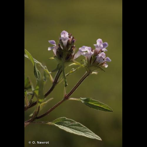 <i>Prunella </i>x<i> intermedia</i> Link, 1791 © O. Nawrot