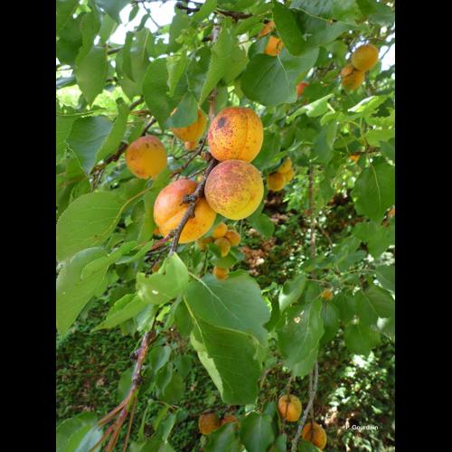 <i>Prunus armeniaca</i> L., 1753 © P. Gourdain