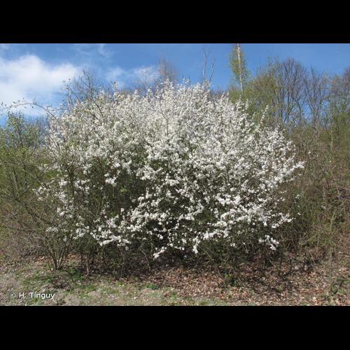 <i>Prunus cerasifera</i> Ehrh., 1784 © H. Tinguy