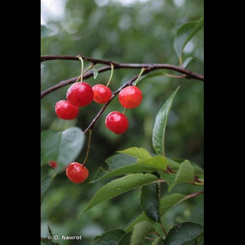 <i>Prunus cerasus</i> L., 1753 &copy; O. Nawrot