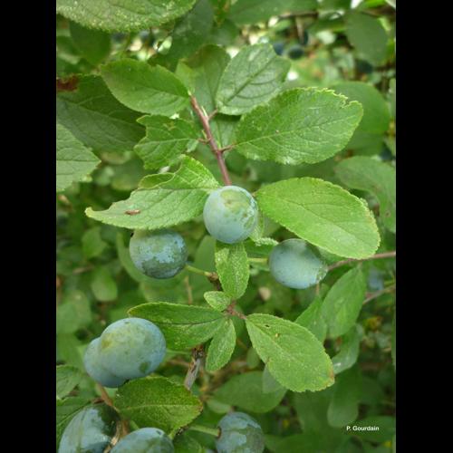 <i>Prunus domestica</i> L., 1753 © P. Gourdain