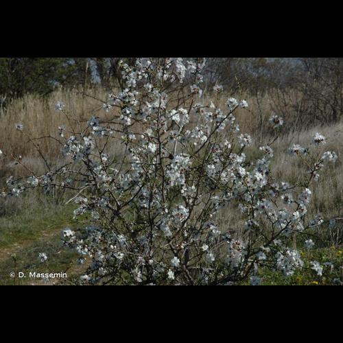 <i>Prunus dulcis</i> (Mill.) D.A.Webb, 1967 © D. Massemin