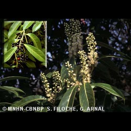 <i>Prunus laurocerasus</i> L., 1753 © MNHN-CBNBP S. Filoche