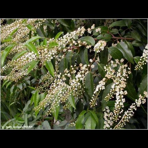 <i>Prunus lusitanica</i> L., 1753 © J.-J. Milan