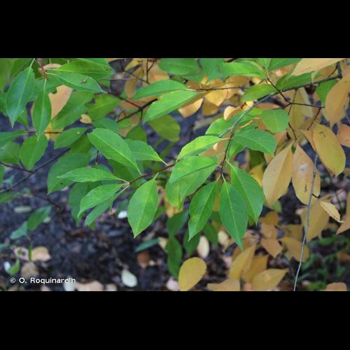 <i>Prunus serotina</i> Ehrh., 1784 [nom. et typ. cons.] &copy; O. Roquinarc'h