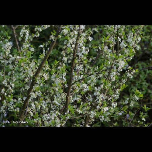 <i>Prunus </i>x<i> cerea</i> (L.) Ehrh., 1792 © P. Gourdain