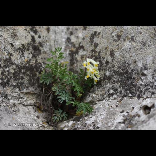 <i>Pseudofumaria alba</i> (Mill.) Lidén, 1986 © E. VALLEZ / CBNSA