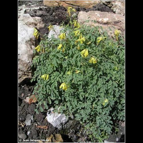 <i>Pseudofumaria lutea</i> (L.) Borkh., 1797 © J.-J. Milan