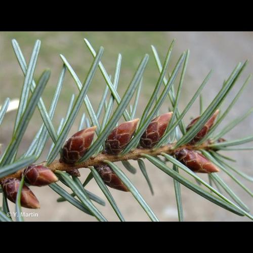 <i>Pseudotsuga menziesii</i> (Mirb.) Franco, 1950 © NULL