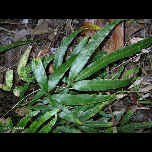 <i>Pteris cretica</i> L., 1767 © V. Boullet