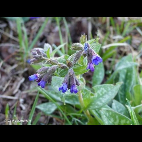 <i>Pulmonaria longifolia</i> (Bastard) Boreau, 1857 © O. Roquinarc'h