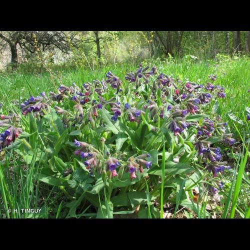 <i>Pulmonaria montana</i> Lej., 1811 &copy; H. TINGUY