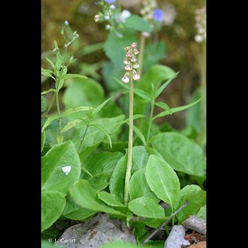 <i>Pyrola media</i> Sw., 1804 © J. Carlin