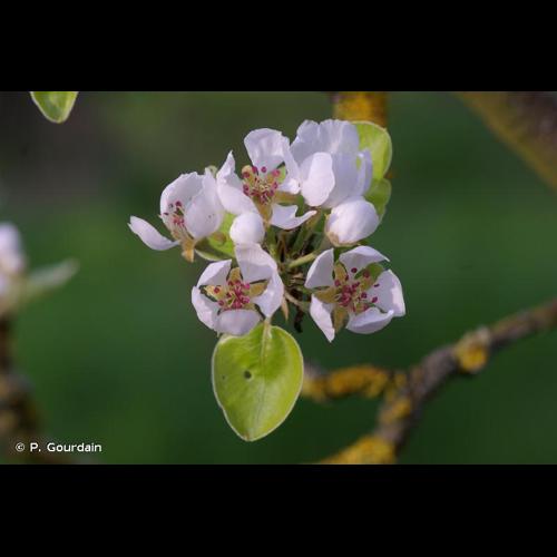 <i>Pyrus communis</i> L., 1753 © P. Gourdain