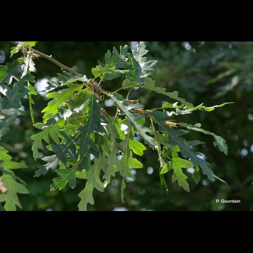 <i>Quercus cerris</i> L., 1753 © P. Gourdain