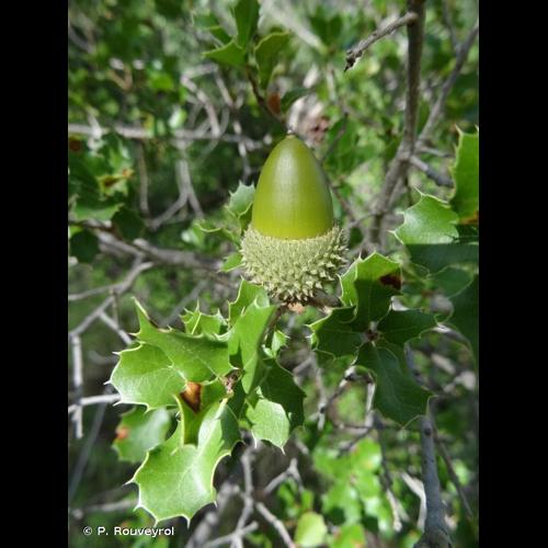 <i>Quercus coccifera</i> L., 1753 © P. Rouveyrol