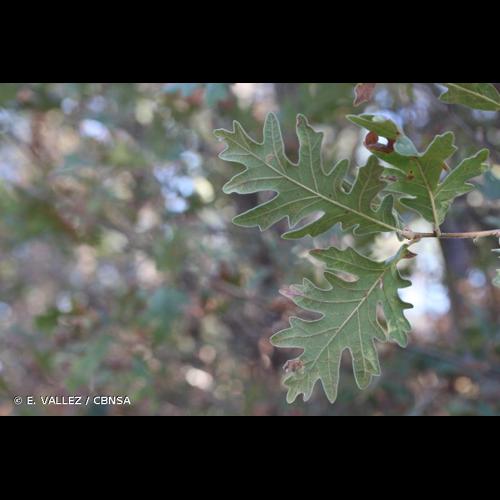 <i>Quercus pyrenaica</i> Willd., 1805 © E. VALLEZ / CBNSA