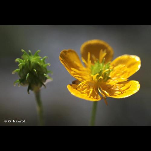 <i>Ranunculus aduncus</i> Gren., 1847 © O. Nawrot