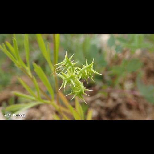 <i>Ranunculus arvensis</i> L., 1753 &copy; R. Poncet