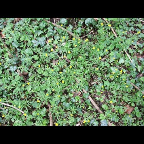 <i>Ranunculus auricomus</i> L., 1753 © NULL