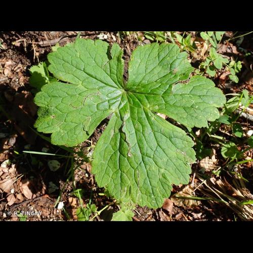 <i>Ranunculus lanuginosus</i> L., 1753 &copy; H. TINGUY