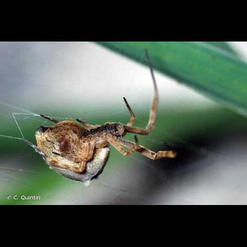 <i>Uloborus walckenaerius</i> Latreille, 1806 © C. Quintin