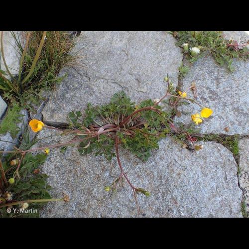 <i>Ranunculus repens</i> L., 1753 © NULL