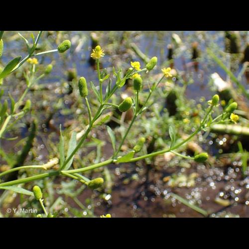<i>Ranunculus sceleratus</i> L., 1753 © NULL